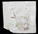 Elegant Apichthys Fossil Fish - Lebanon #24055-1